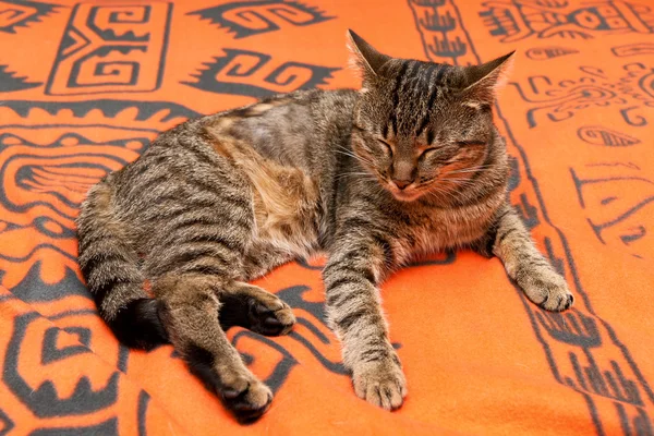 Striped kitten sleeps on a blanket