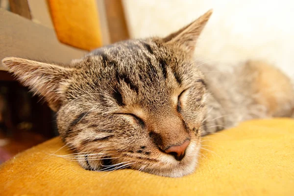Tabby cat lying on bed — Stock Photo, Image