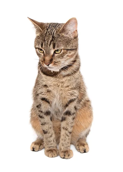 Tabby cat sits on white background — Stock Photo, Image