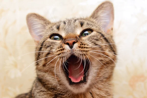 Kočka, zíval — Stock fotografie