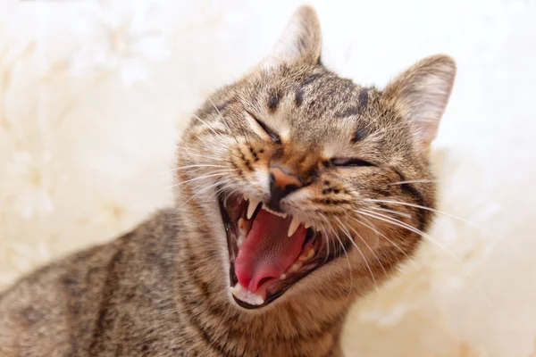Cat yawning face — Zdjęcie stockowe