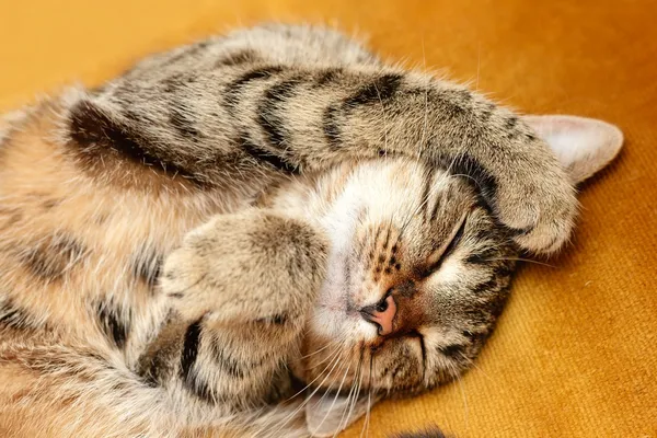 Tabby gato deitado na cama Imagens De Bancos De Imagens Sem Royalties