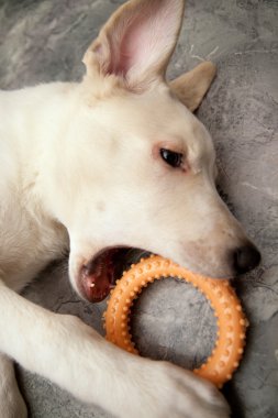 Dog plays with a toy clipart