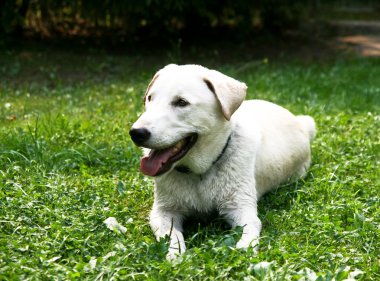 Yeşil çimenlikteki köpek