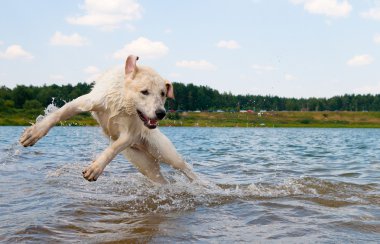 Köpek suya atlıyor.