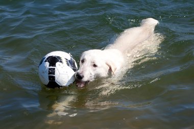 Retriever in a pool with ball clipart