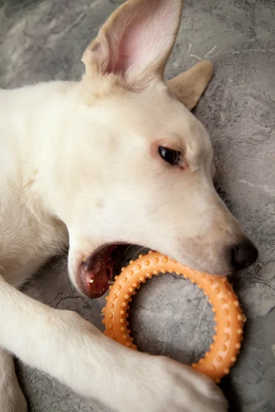 Dog plays with a toy — Stock Photo, Image