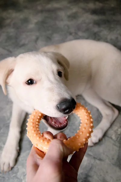 Hund leker med en leksak — Stockfoto