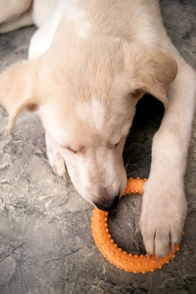 Pies gra rezygnować pewien zabawka — Zdjęcie stockowe