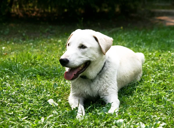 Hund på grönt gräs — Stockfoto