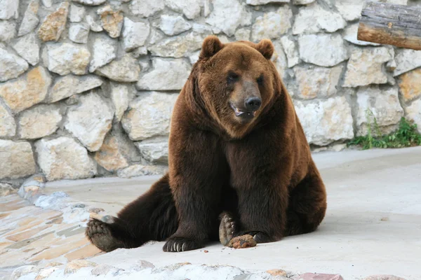 Коричневий ведмідь відпочиває — стокове фото