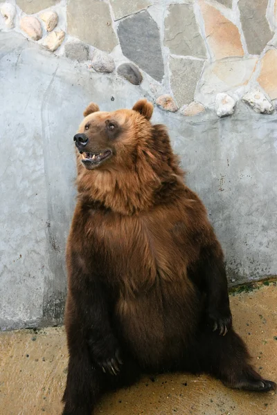Brown Bear posing in Zoo