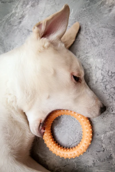 Playful Dog — Stock Photo, Image