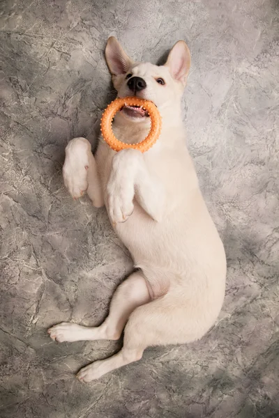 Perro sostiene un juguete de goma — Foto de Stock