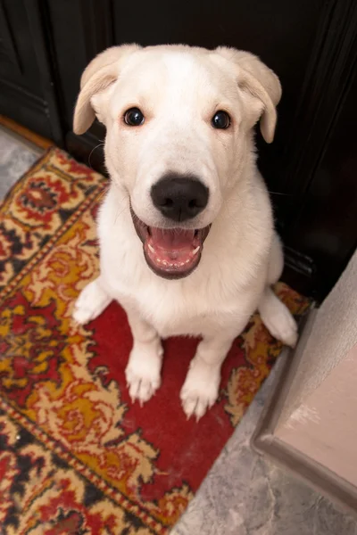 Glad smart hund ser upp — Stockfoto