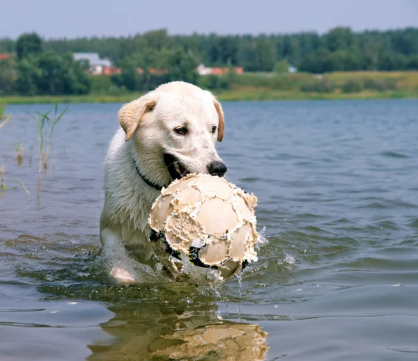 Perro jugando con una pelota — Foto de Stock
