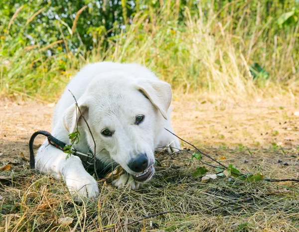Dog gnaws a stick — Stock Photo, Image