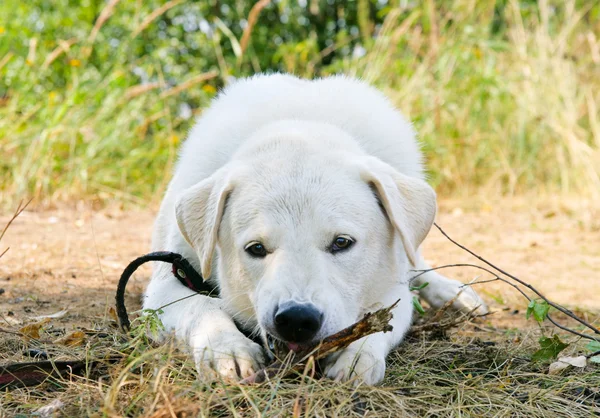 Dog gnaws a stick — Stock Photo, Image