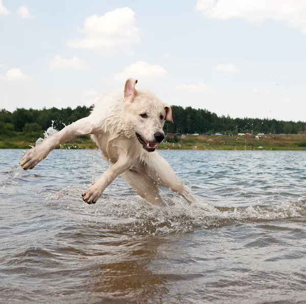 Pies skacze do wody — Zdjęcie stockowe