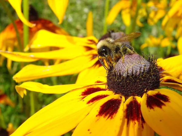 Honeybee on Yellow Flower — Stock Photo, Image