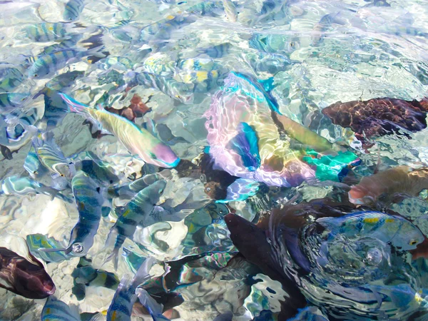 Colorful fish in sea — Stock Photo, Image