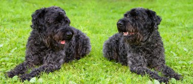 Two dogs kerry blue terrier clipart