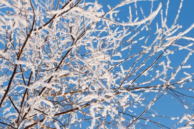 Tree covered with snow clipart