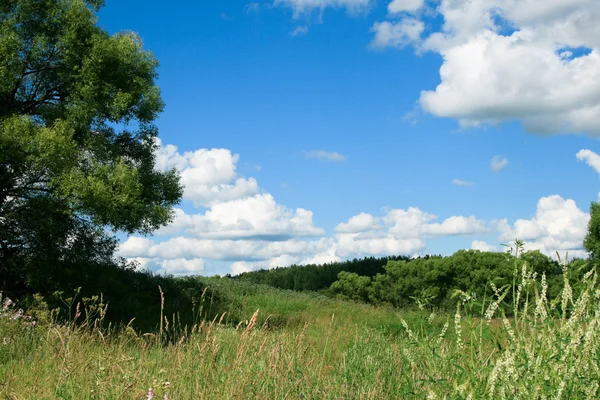 Green field - Landscape — Stock Photo, Image