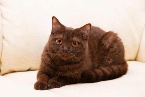 Castanho gato Britânico Shorthair — Fotografia de Stock