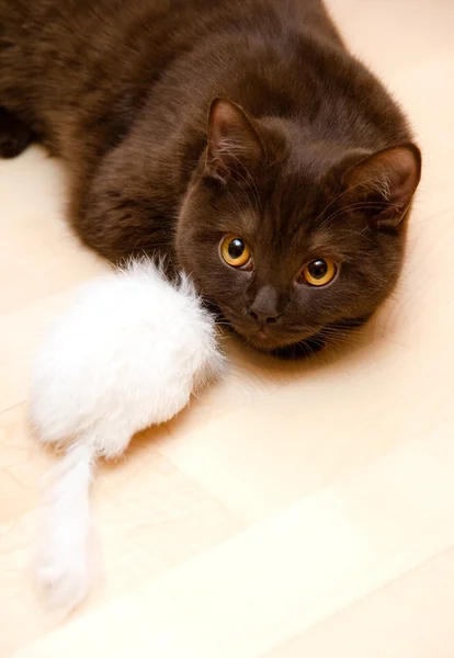 생쥐와 놀고 있는 고양이 — 스톡 사진