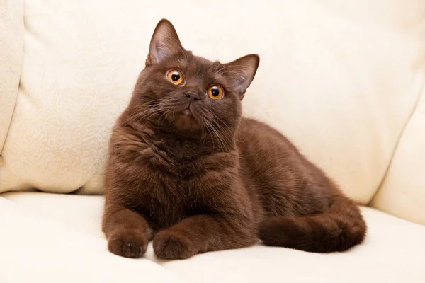 Kahverengi kedi Britanya ile ilgili stenografi — Stok fotoğraf