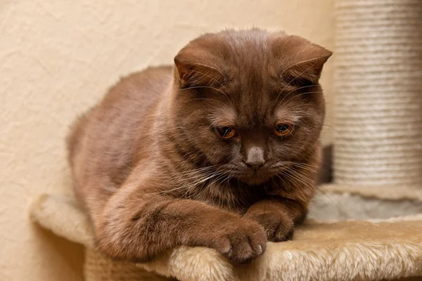 Kahverengi kedi Britanya ile ilgili stenografi — Stok fotoğraf