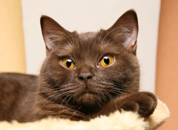 Кошка британская короткошерстная — стоковое фото