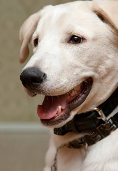 Açık ağzı büyük köpekle — Stok fotoğraf