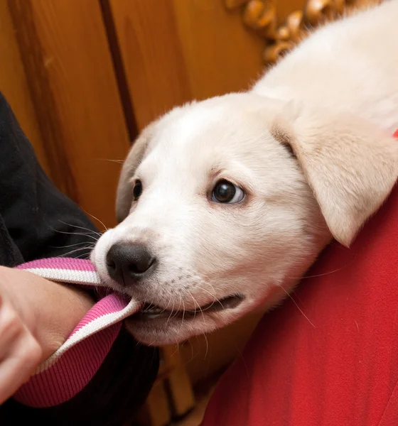 Puppy bites for a sleeve — Stock Photo, Image