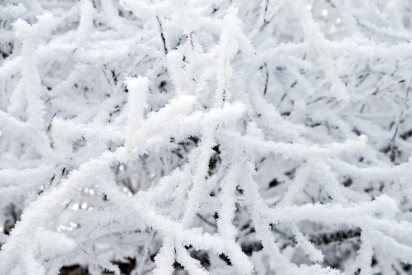 Frosted boom-detail — Stockfoto