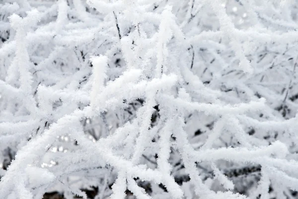 stock image Frosted tree detail