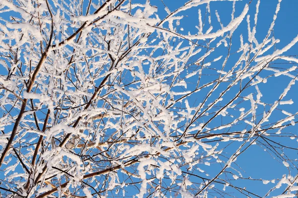 Boom bedekt met sneeuw — Stockfoto