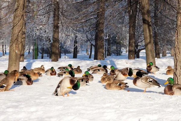 Group of ducks on snow