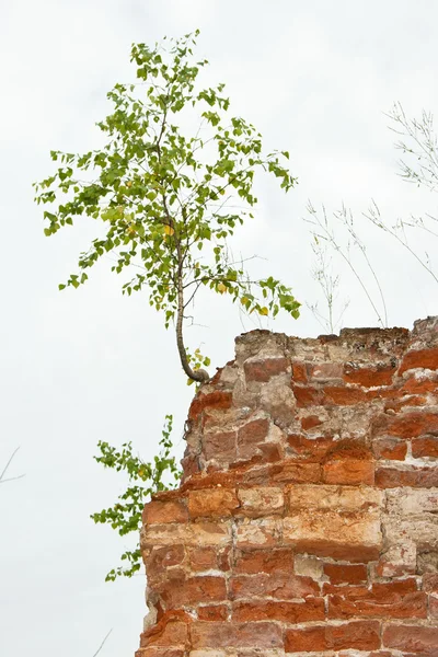 stock image New life tree grows from a stone