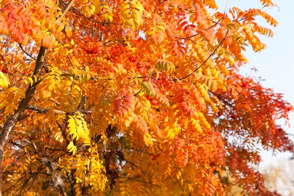 Stock image Branch with leaves in autumn