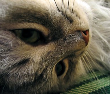 Close up of a cat's face clipart