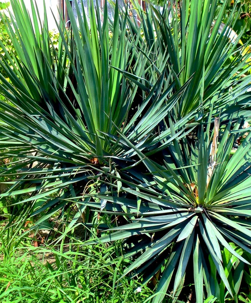 stock image Palm leaves