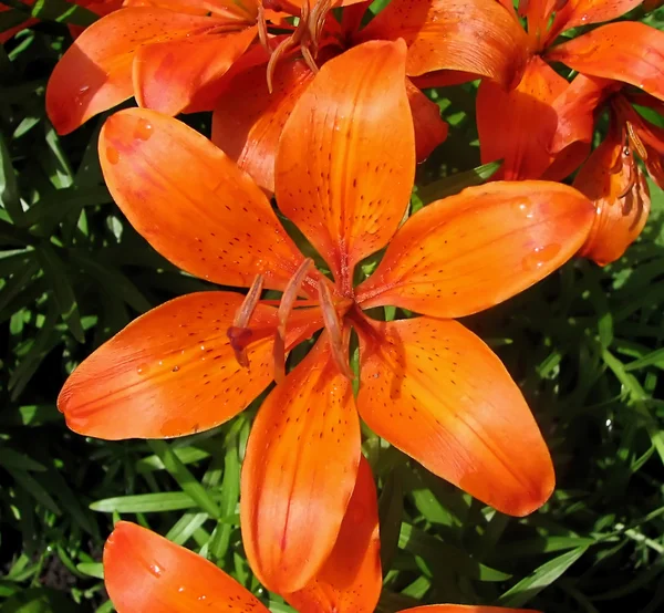 stock image Splendid flower