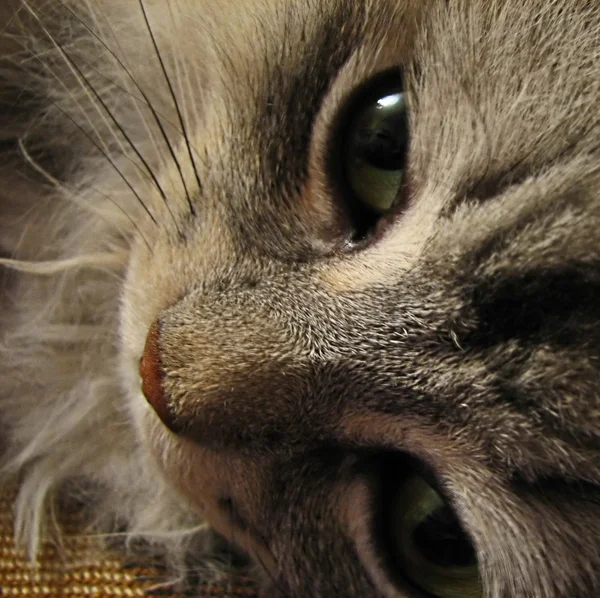 Close up of a cat's face — Stock Photo, Image