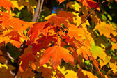 narancssárga, piros, sárga juharfa zöld fa esik őszi