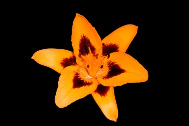 Orange Tiger Lily flower on a black background clipart
