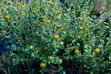 Curlycup Gumweed Grindelia Squarrosa Nm Usa