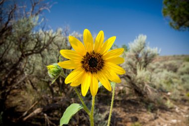 Ayçiçeği helianthus laetiflorus new mexico ABD