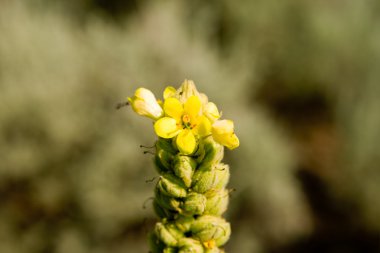 Closeup of a Common Mullein Yellow Flower clipart